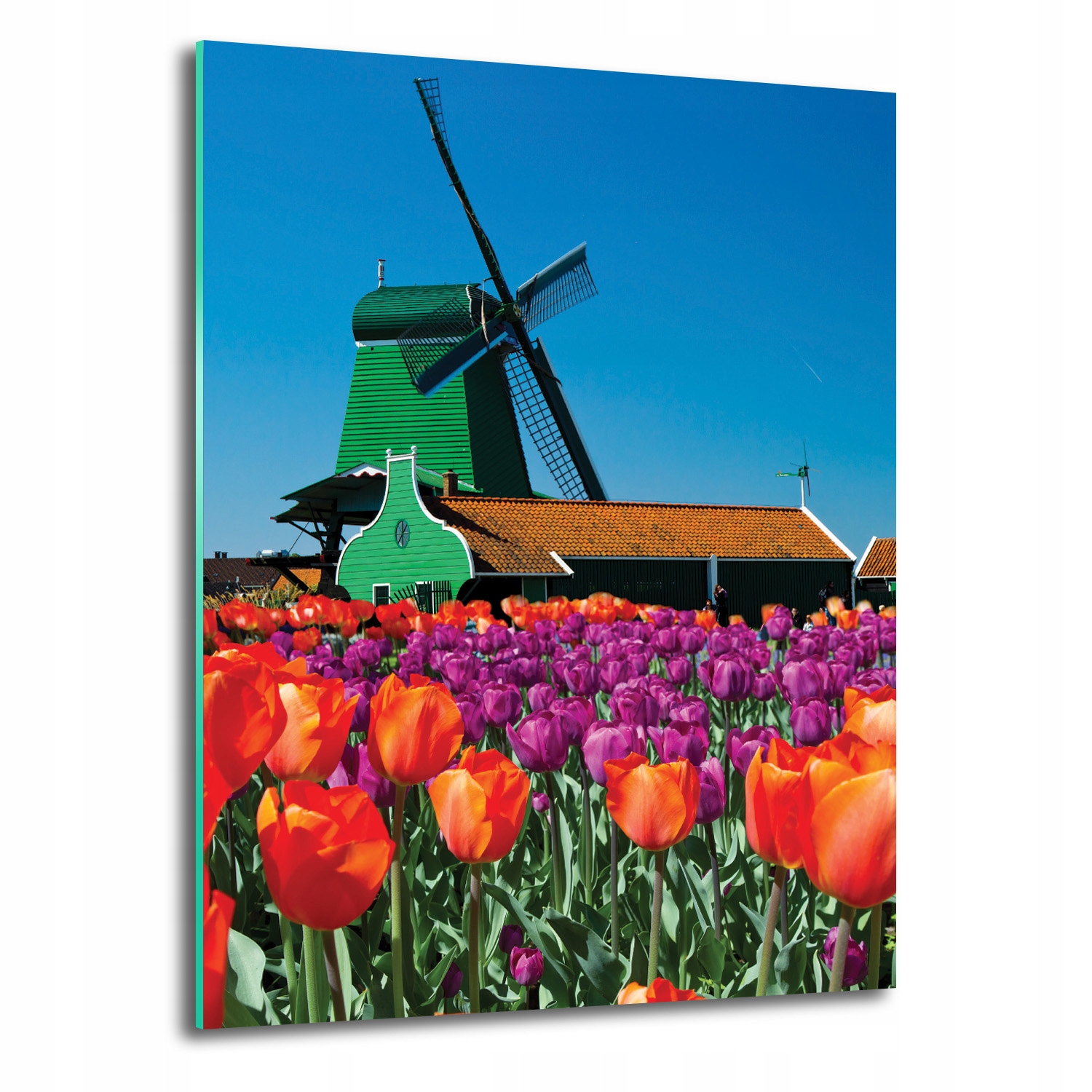 Skleněný obraz na zeď Tulipány Nizozemsko 70x100