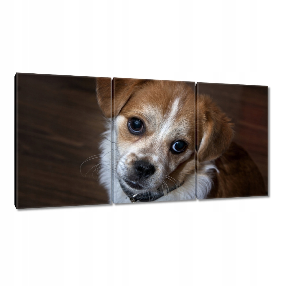

Obrazy 120x60 Psiak