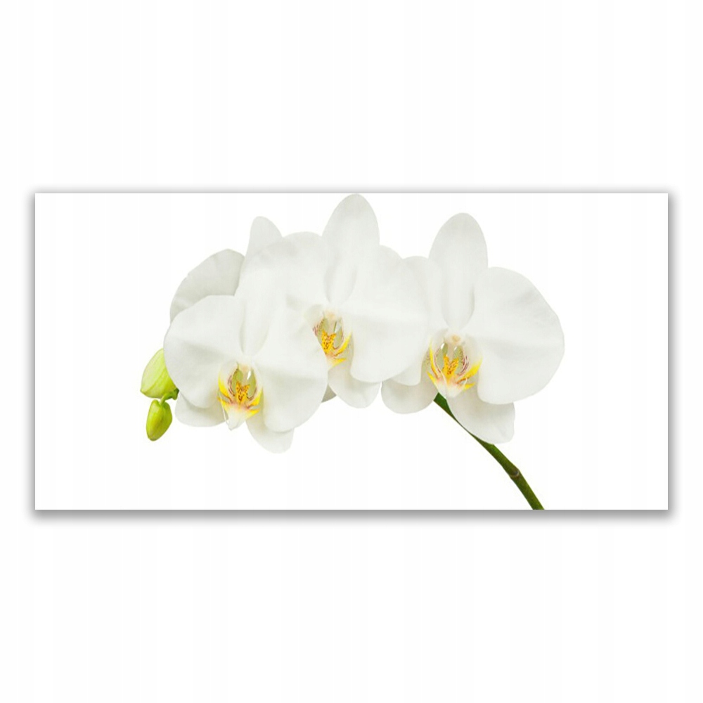 

Obraz akrylowy 120x60 Storczyk Pędy Kwiaty Natura