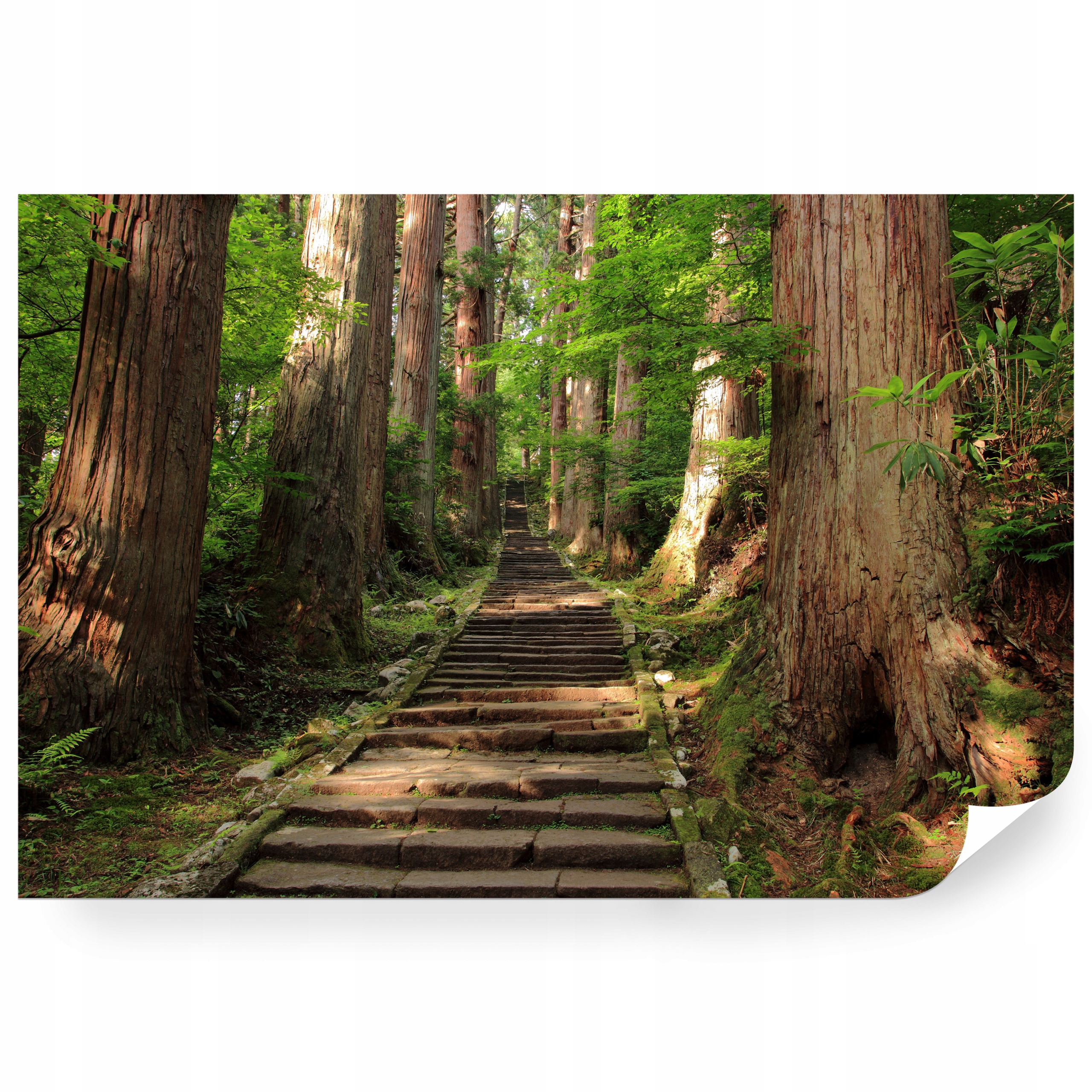 Fototapeta samolepicí Lesní Cesta V Horách Dewa Japonsko 368 x 254 cm