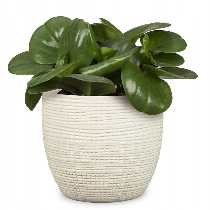 Kremowa osłonka na doniczkę Scheurich w kratkę