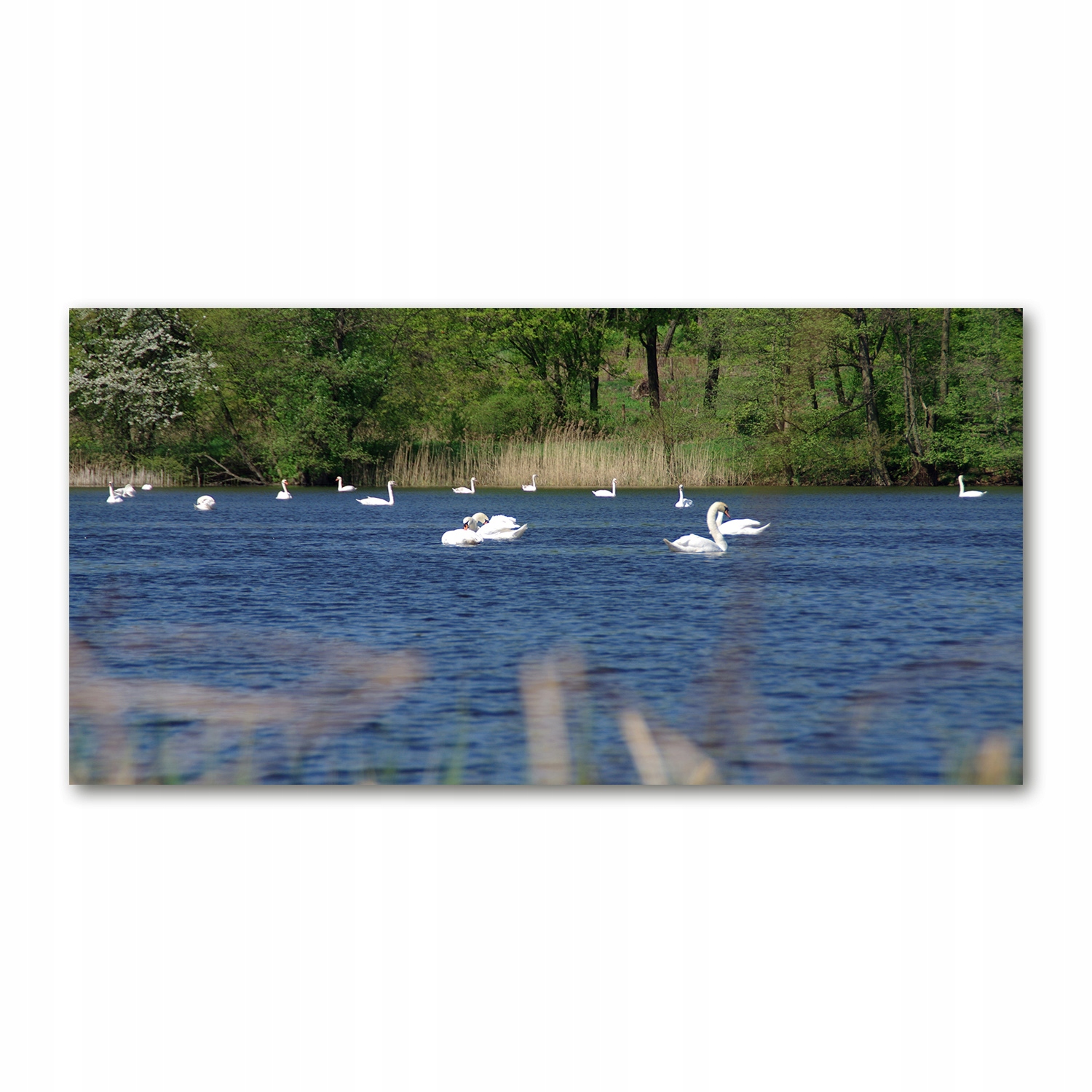 

Foto obraz akryl zdjęcie Białe łabędzie 120X60 cm