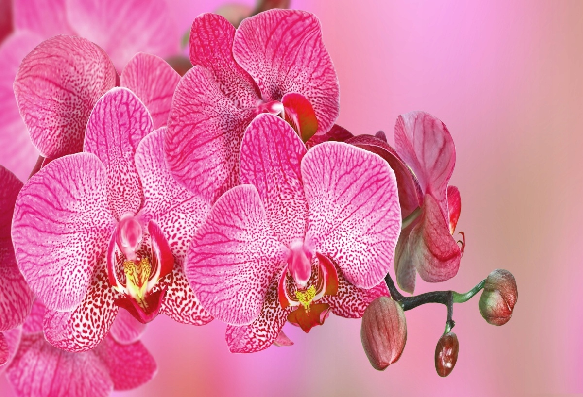 

Tapeta flizelinowa Różowy Orchidea - 104x70