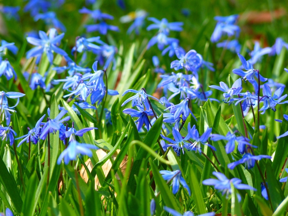 CEBULICA SYBERYJSKA – SCILLA SIBIRICA (NASIONA)