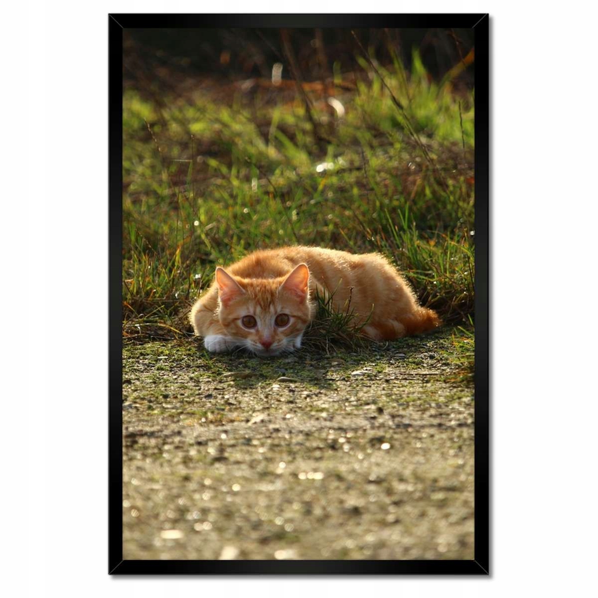 Plakáty v rámu 40x60 Kočička Kočky Kicia