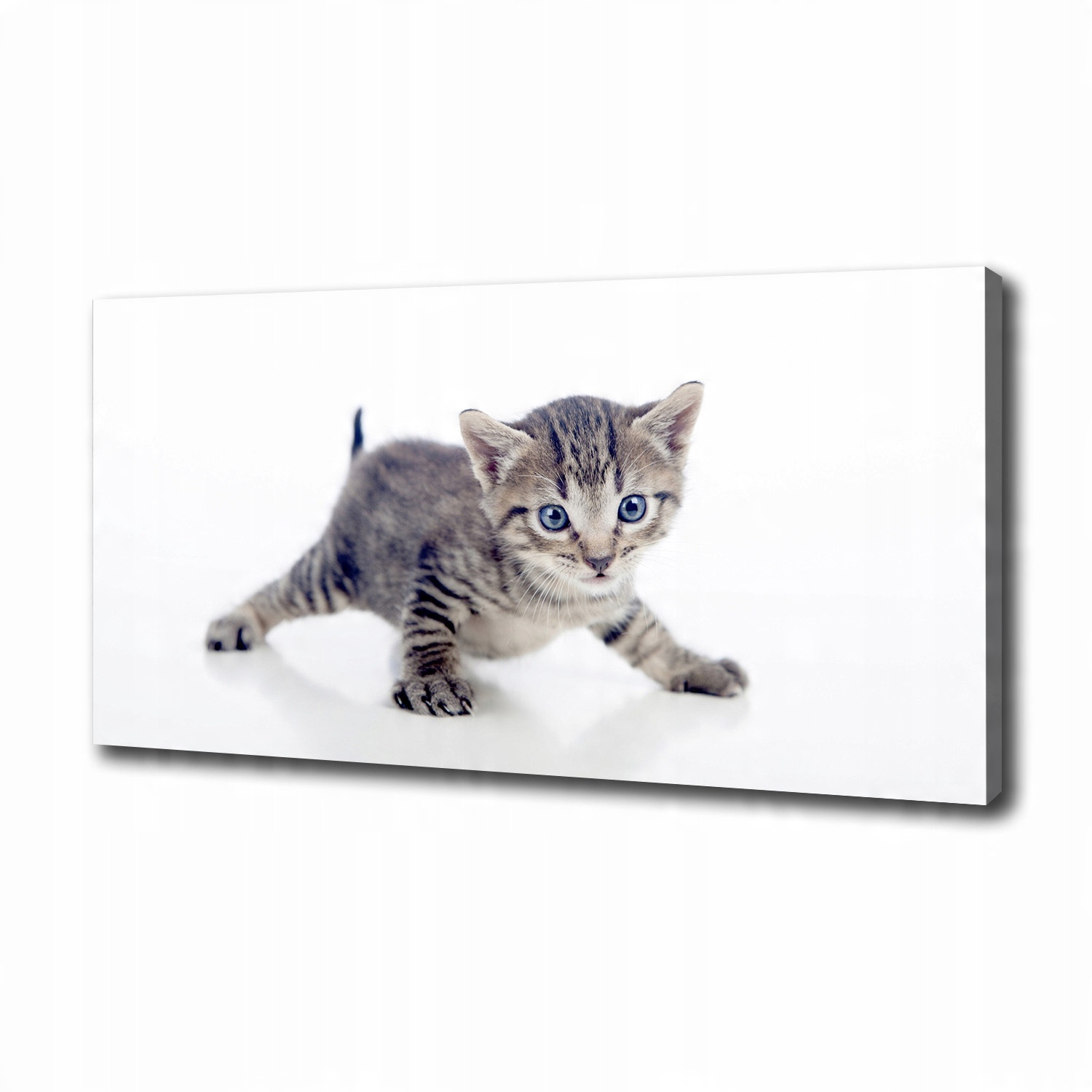 

Foto obraz canvas na ścianę Mały kot 100x50 cm