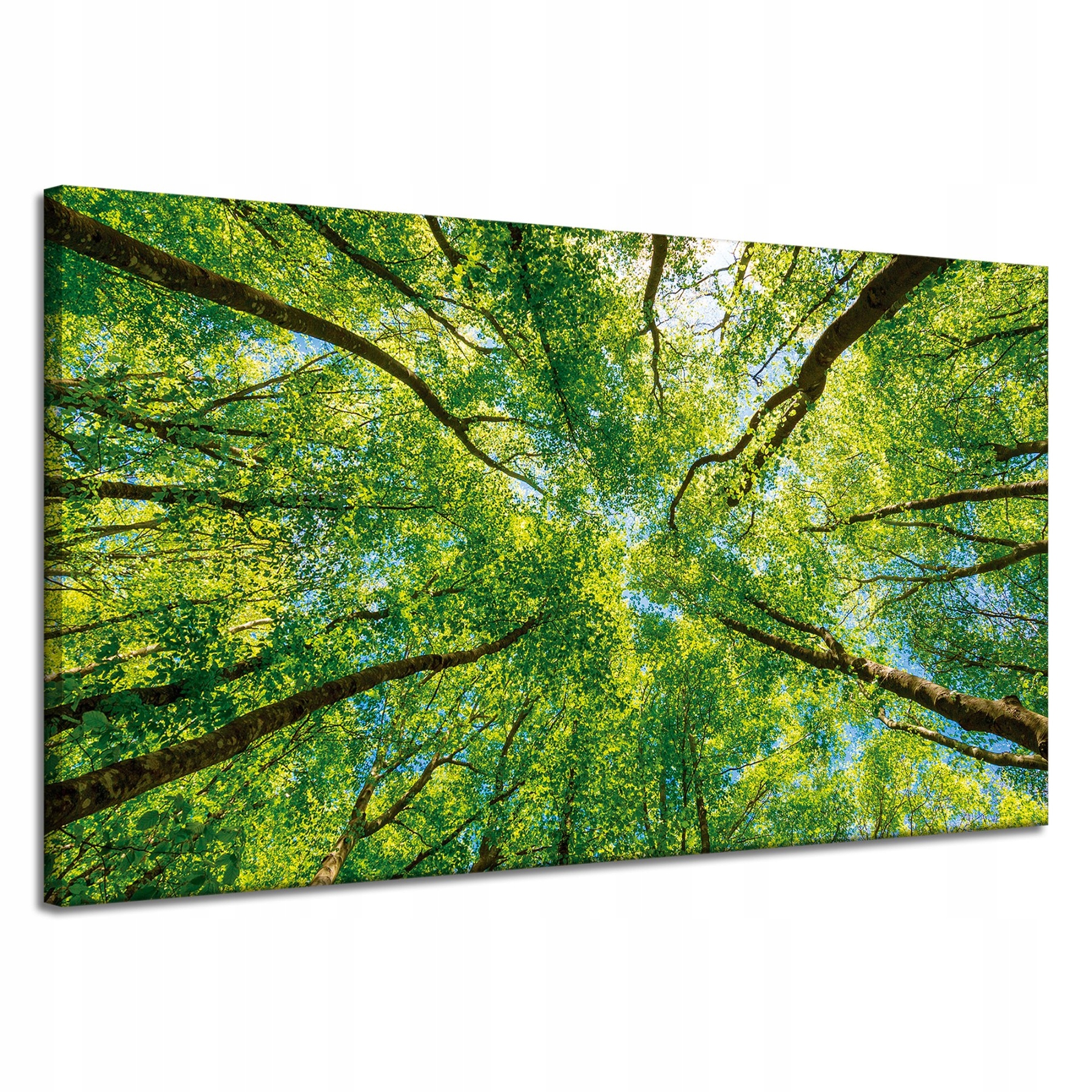 Obraz na plátně Stromy Listy Příroda Les Jaro 120x70 cm