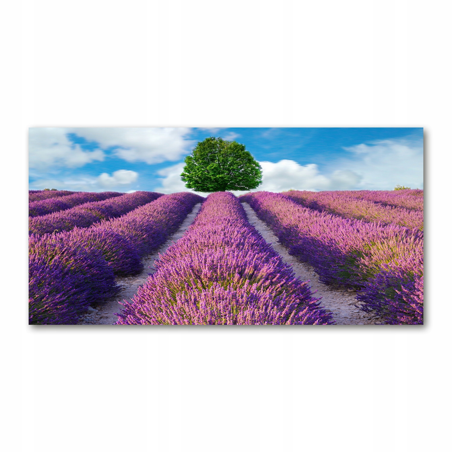 

Foto obraz akryl zdjęcie Pole lawendy 120X60 cm
