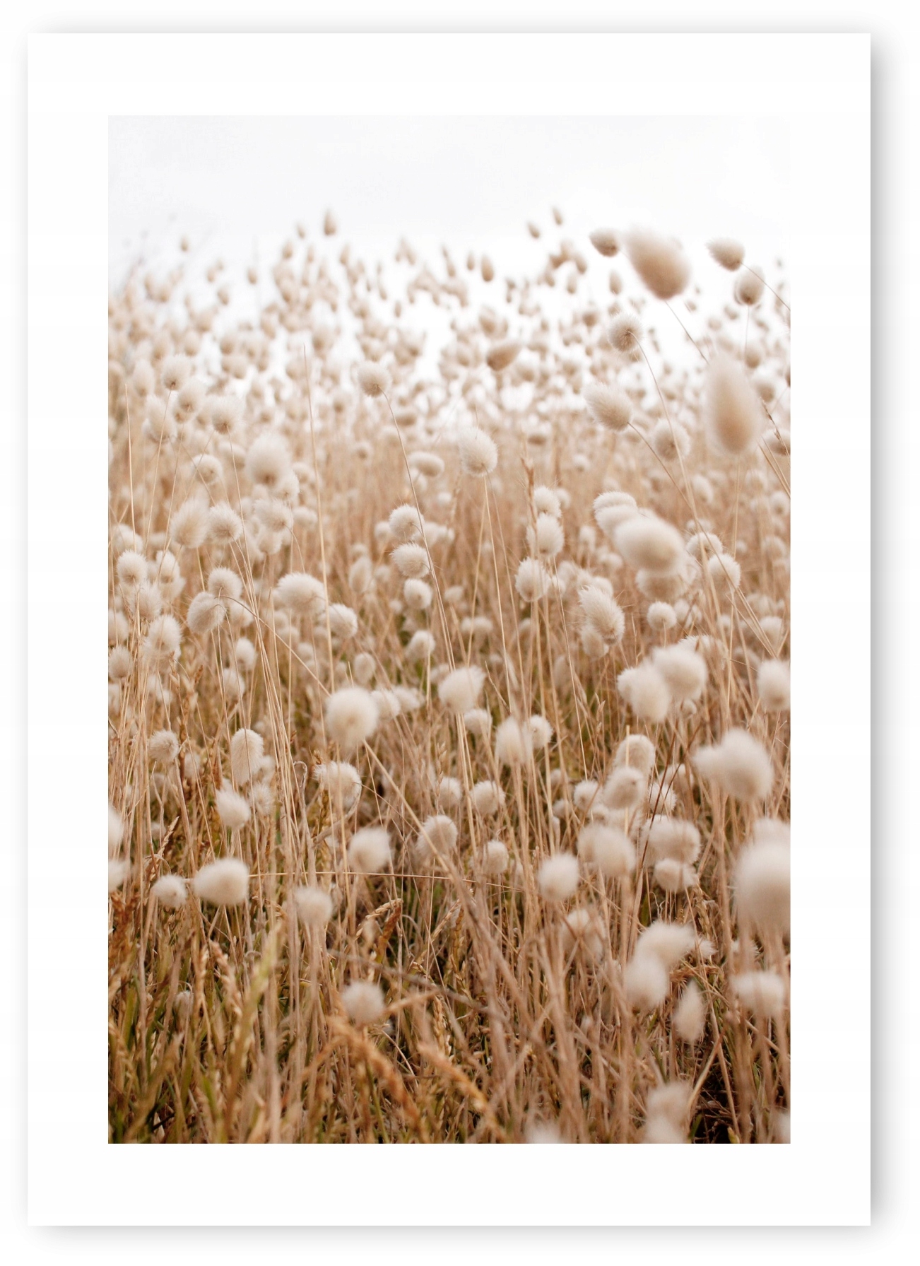 Boho trawy beż plakat 21x30 cm wydruk #109