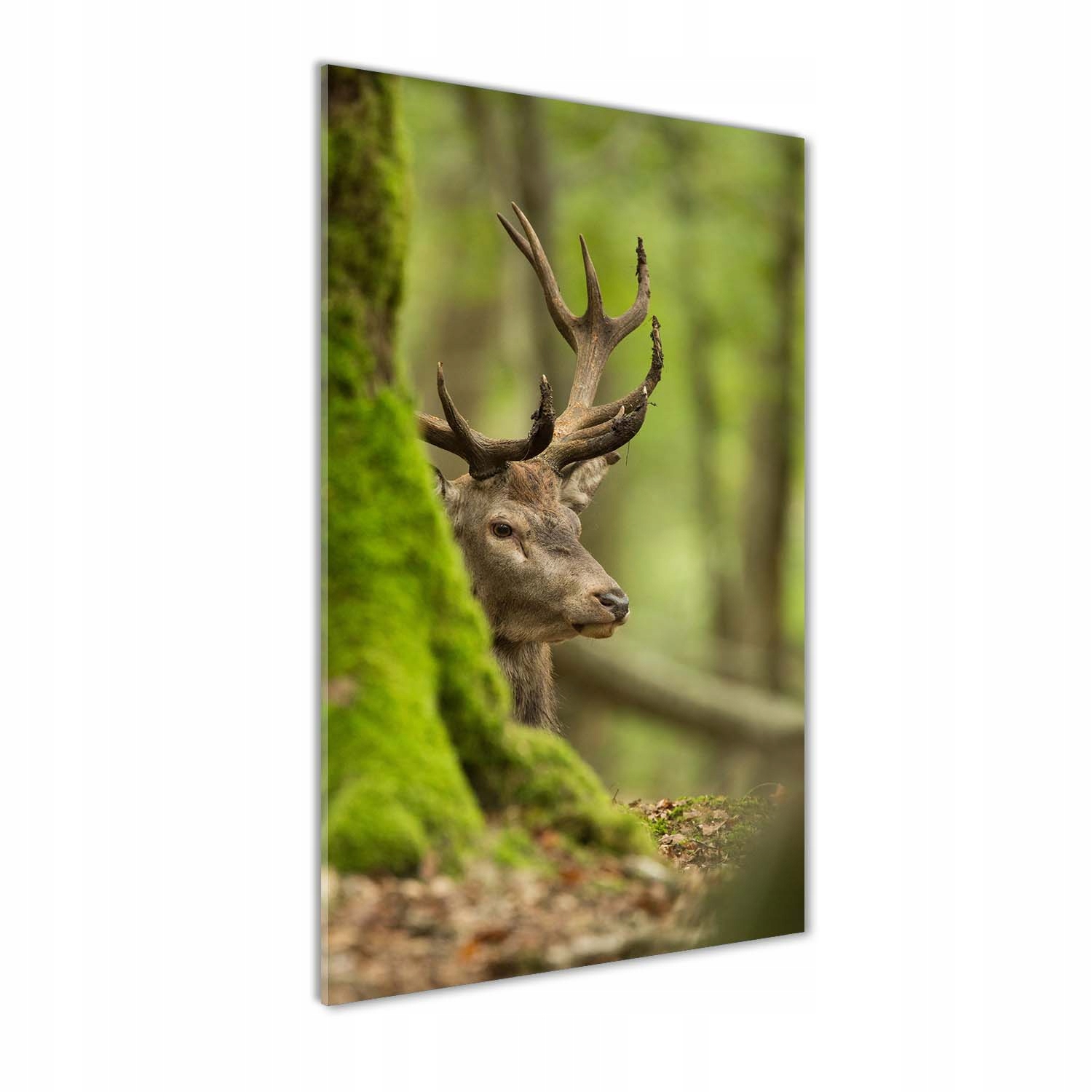 

Nowoczesny foto-obraz akryl na ścianę Jeleń 70x140