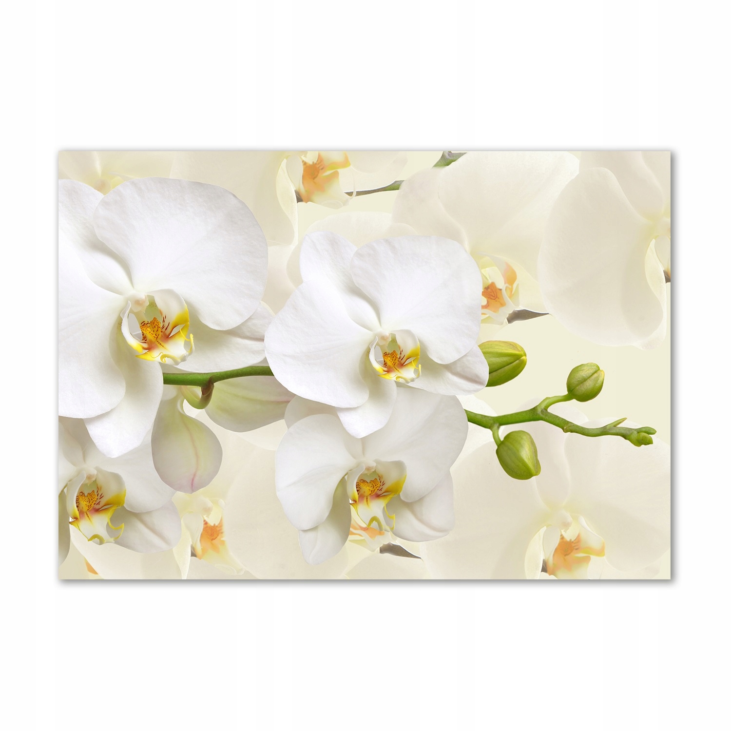 

Foto obraz szkło hartowane Orchidea 100x70