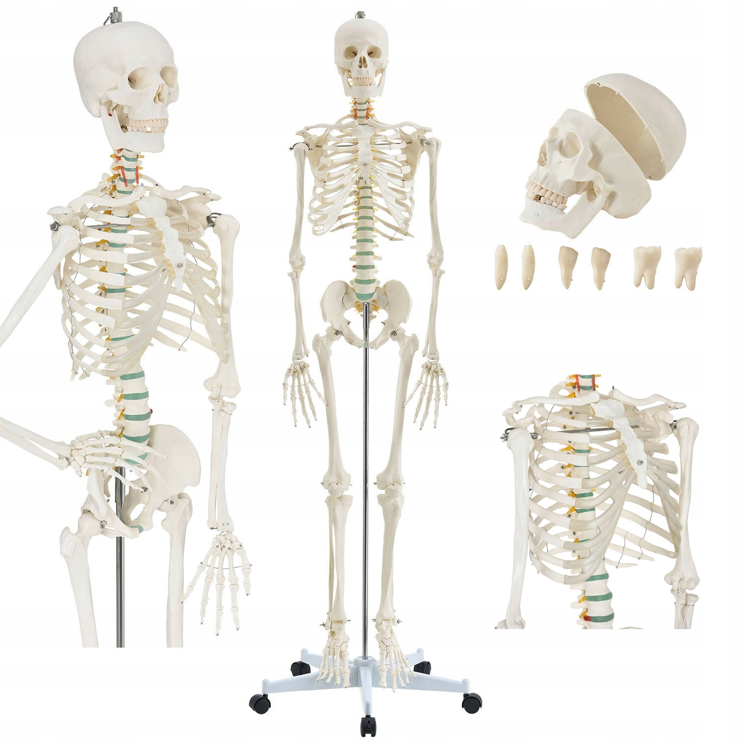 

Szkielet Model Statyw Anatomiczny Człowieka 181cm