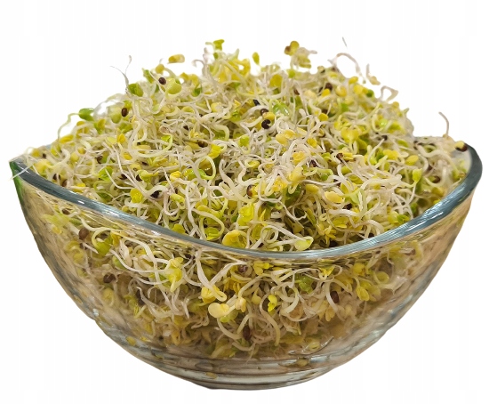 Kadeřávek Zelená – semínka na klíčky 500 g