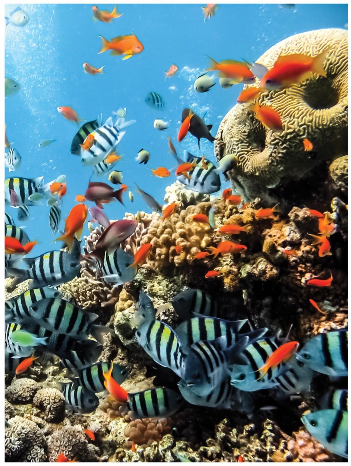 Fototapeta Ryby Rybičky Akvárium Oceán Moře Pro Děti Tapeta 184x254