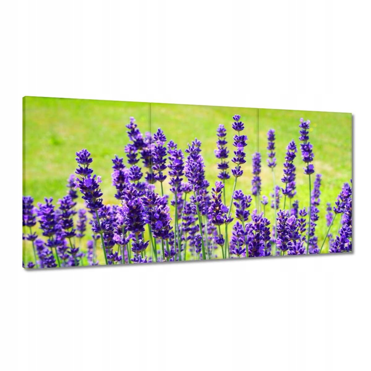 Obrazy 180x90 Kvety levandule
