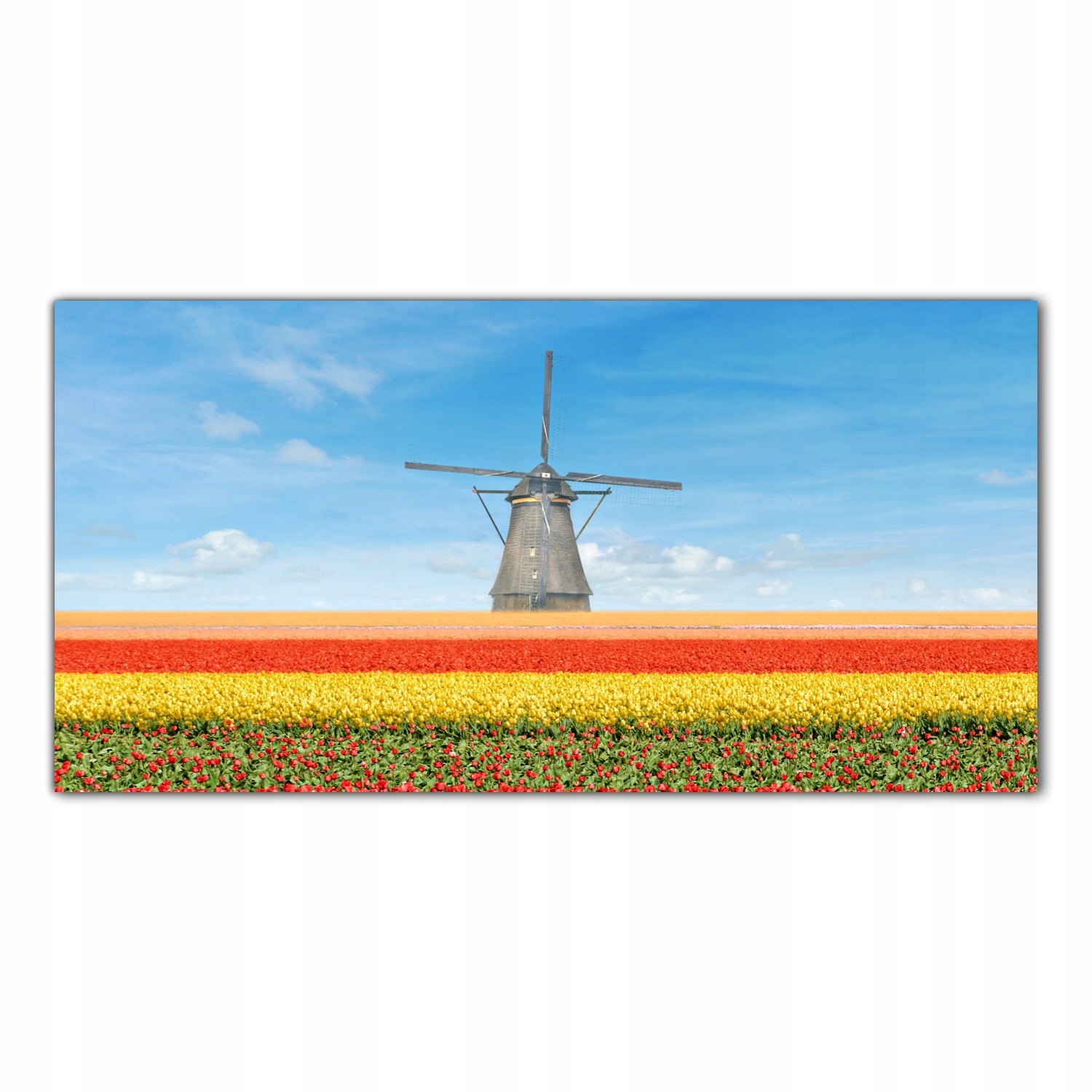 Mlýn Tulipány Květiny 100x50 Panel sklo do kuchyně
