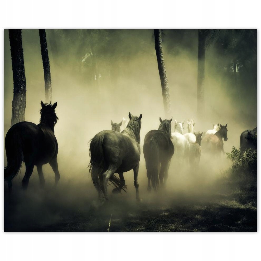 

Plakat 50x40 Dzikie Konie Koniki Galop