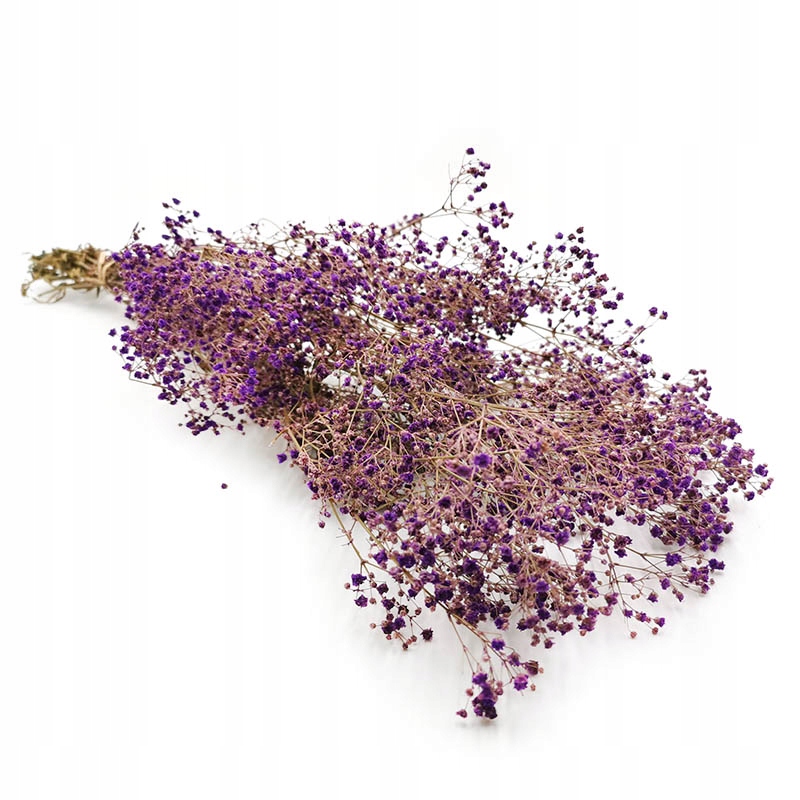 

Gipsówka Fioletowa Stabilizowana Gypsophila