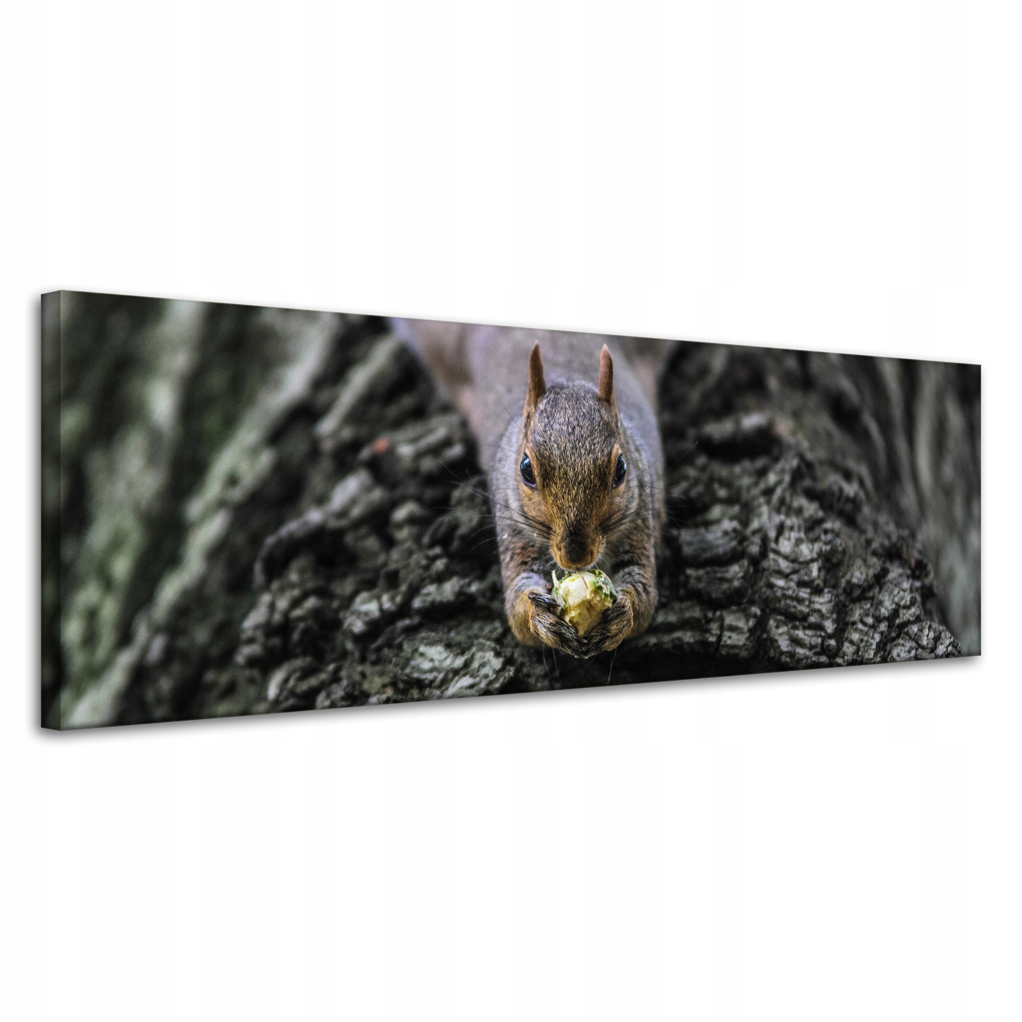 Obrazy na plátně Zvířata Veverka šedá 120x40