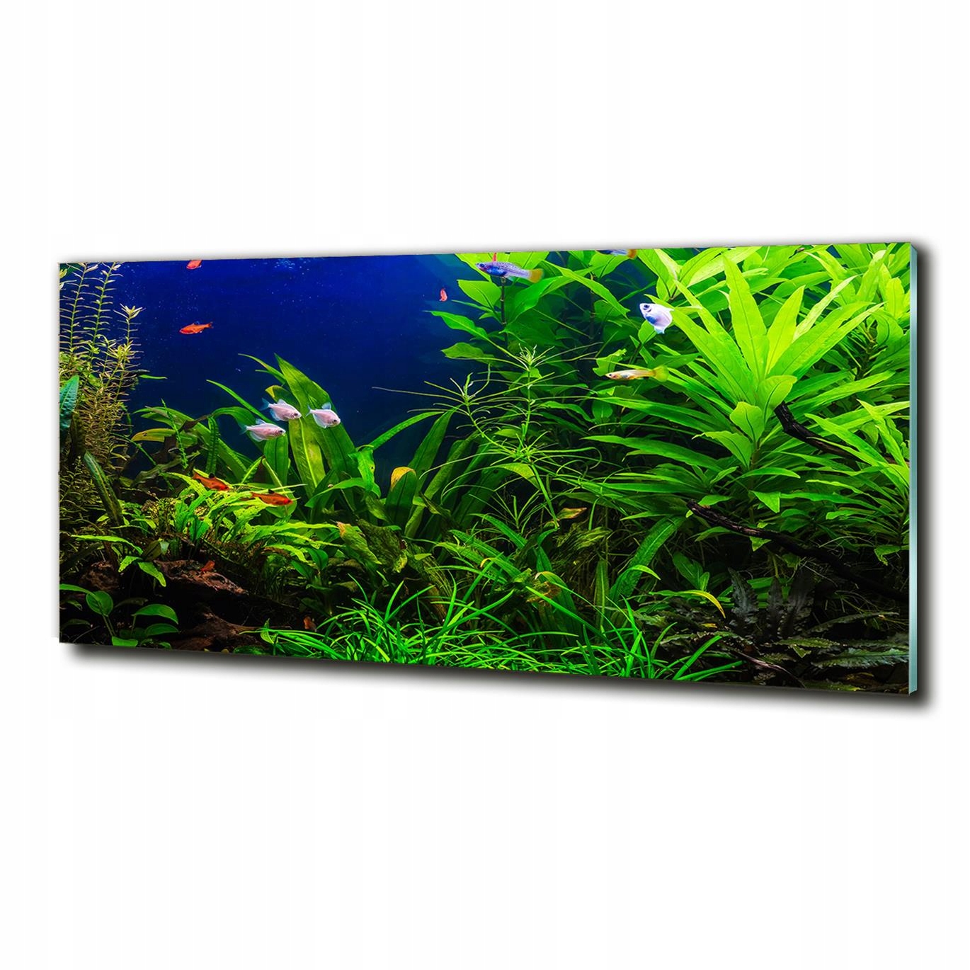 Skleněný obraz velký Ryby v akváriu 125x50