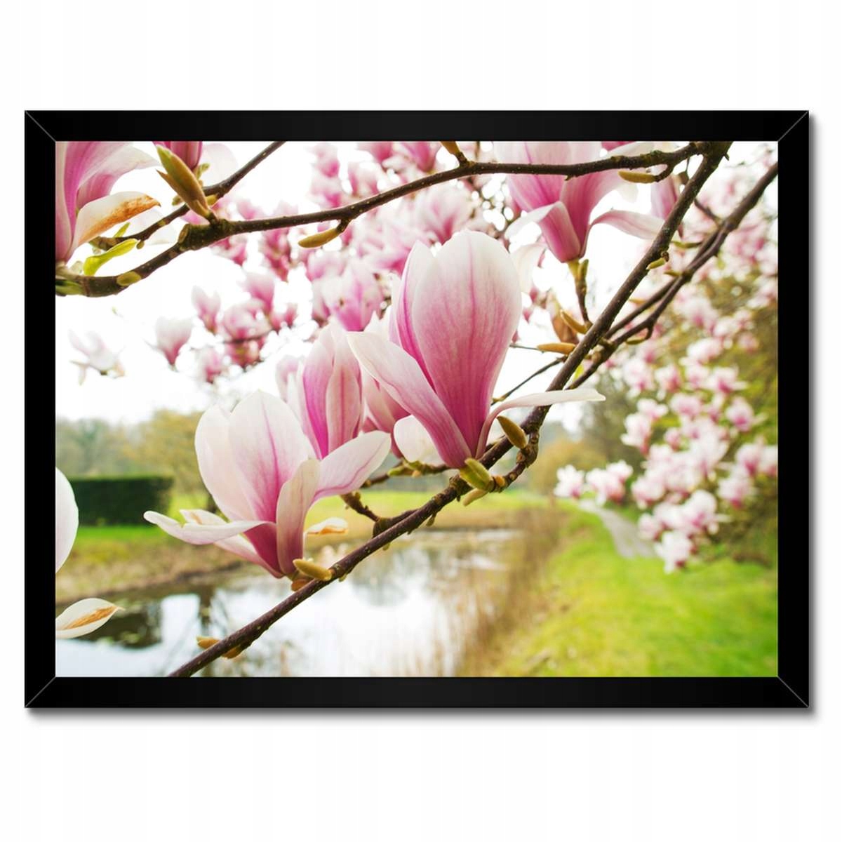 Plakáty v rámu 40x30 Magnolie v Poznani Květina