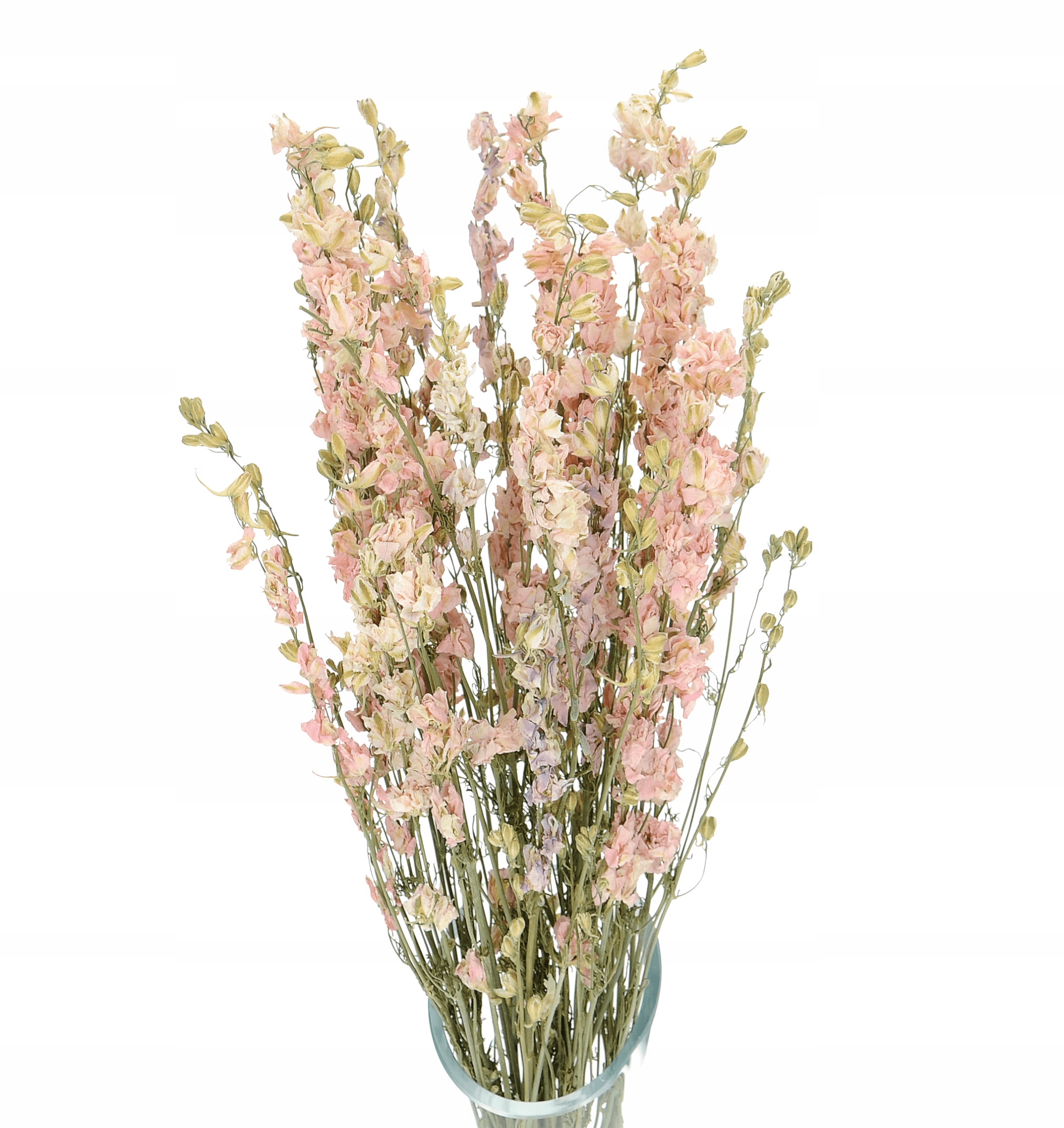 

Suszone kwiaty, ostróżka różowa, Delphinium bukiet