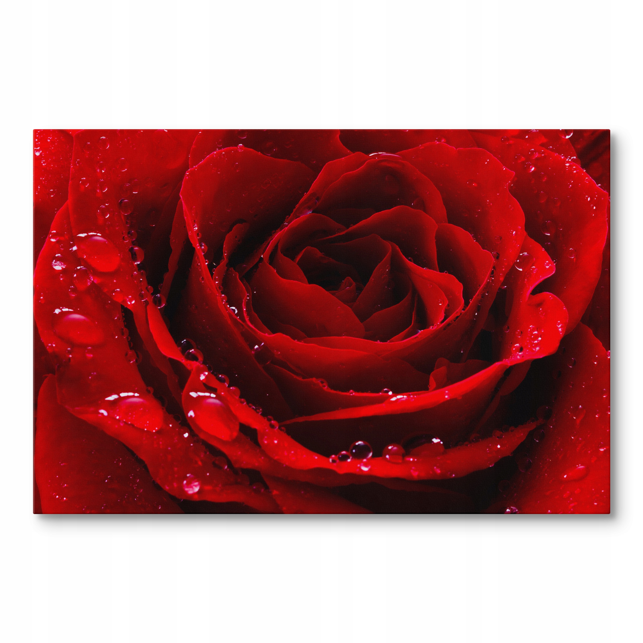 Obraz na plátně Červená Růže S Kapkami Rosy Do Ložnice 90 x 60 cm