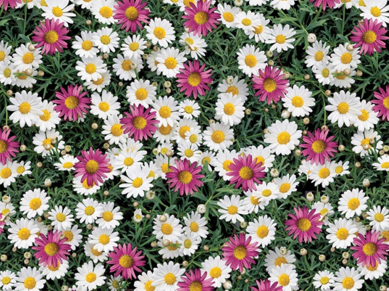 

Cerata Obrus Ceratowy Kwiaty Stokrotka 120x140 cm