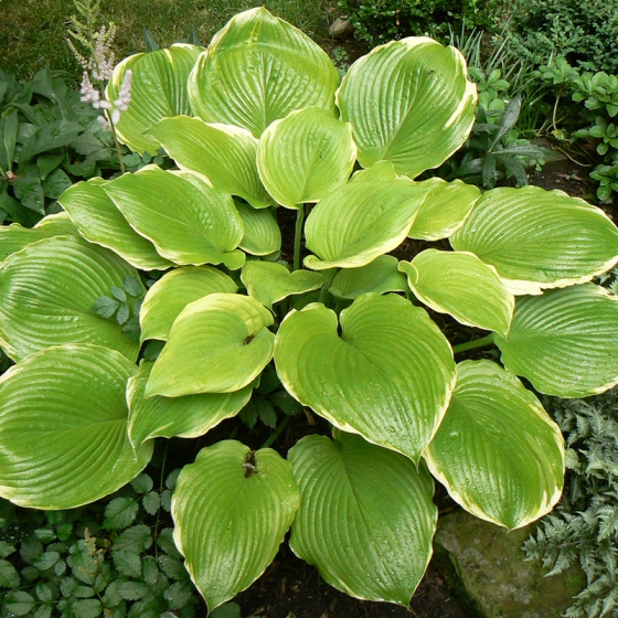 Funkia - HOSTA WINTER SNOW mrozoodporna