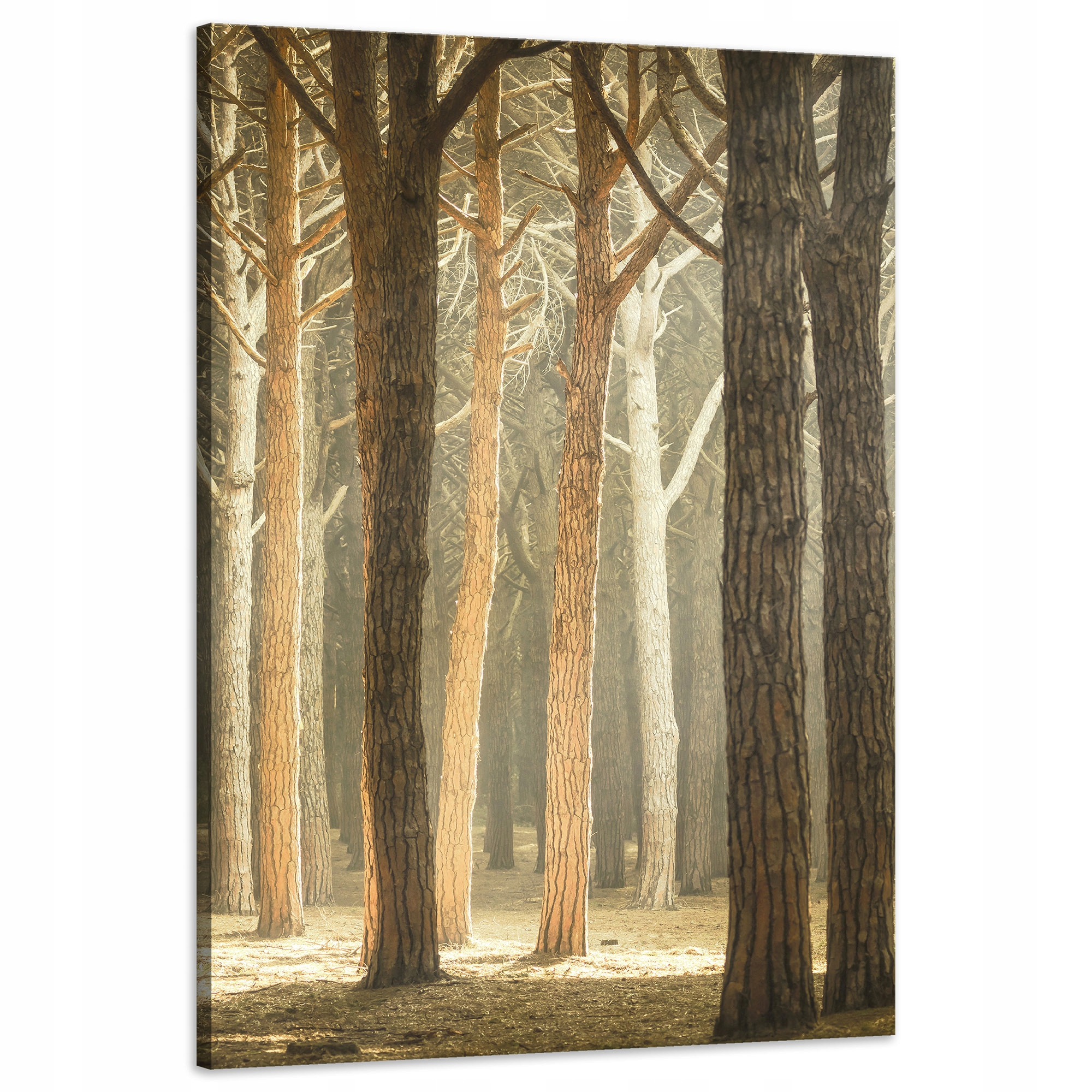 Obraz na plátně Stromy Světlo Příroda Les 60x90 cm Ideální jako dárek