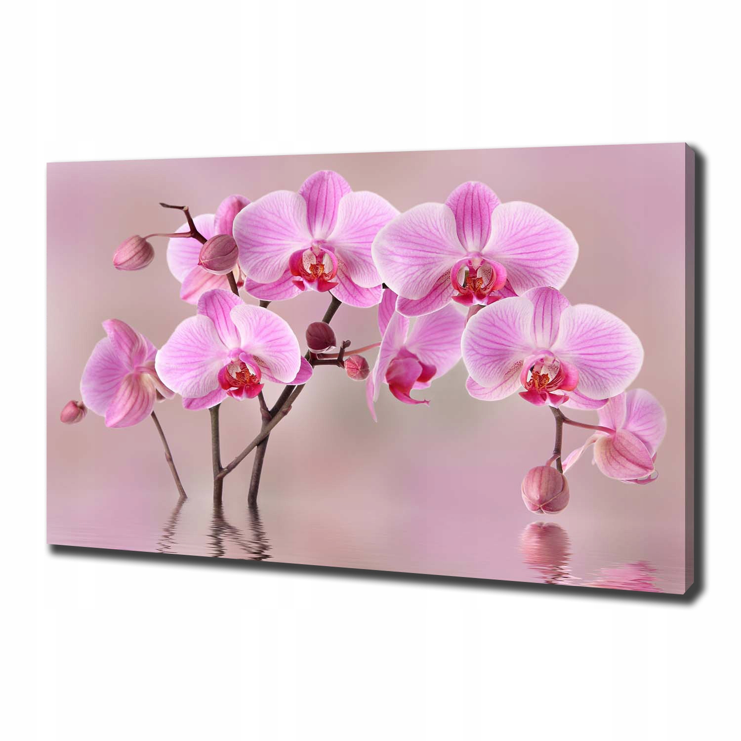 

Foto obraz na płótnie Różowa orchidea 100x70 cm