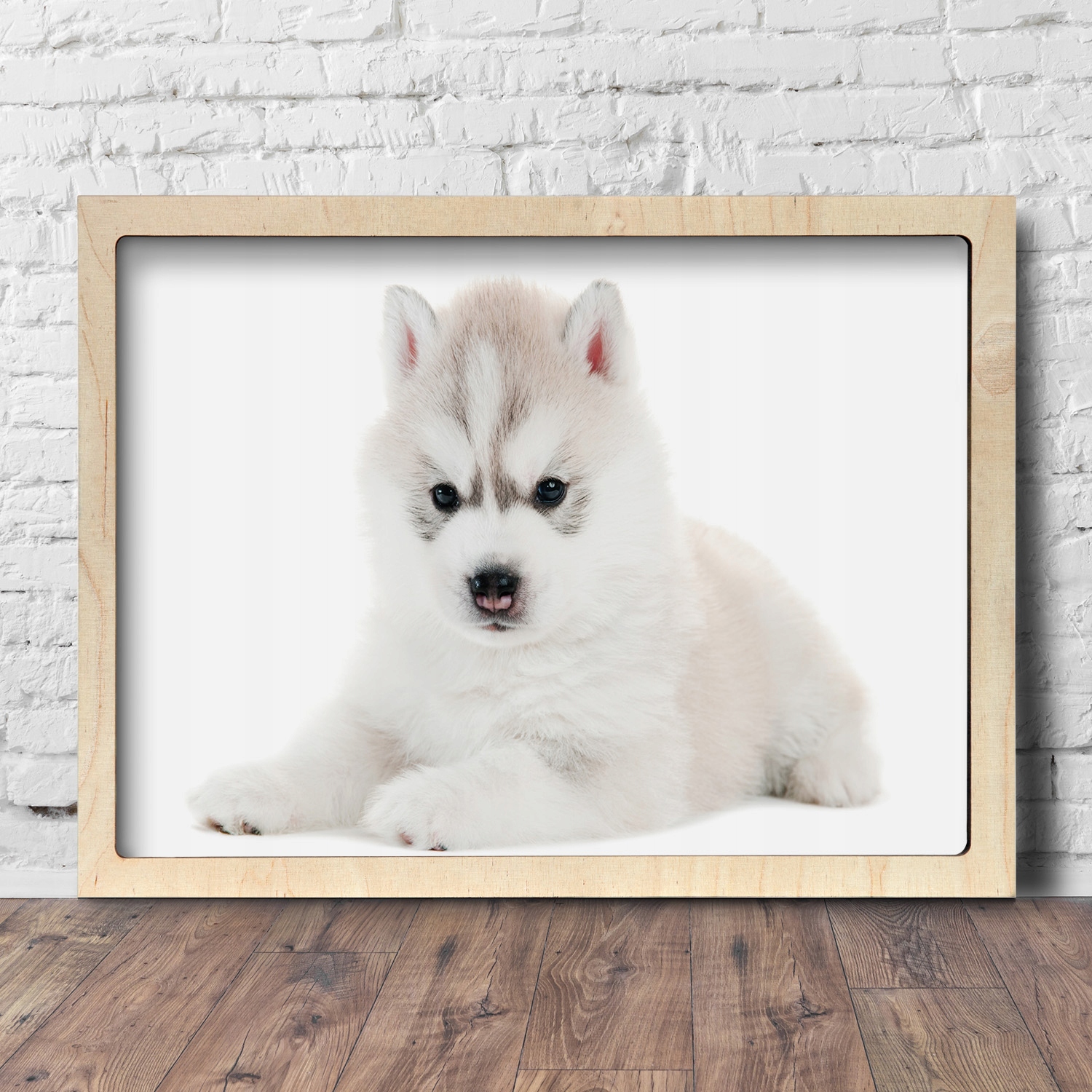Fotoobraz na zeď Štěňátko husky pes 75x55