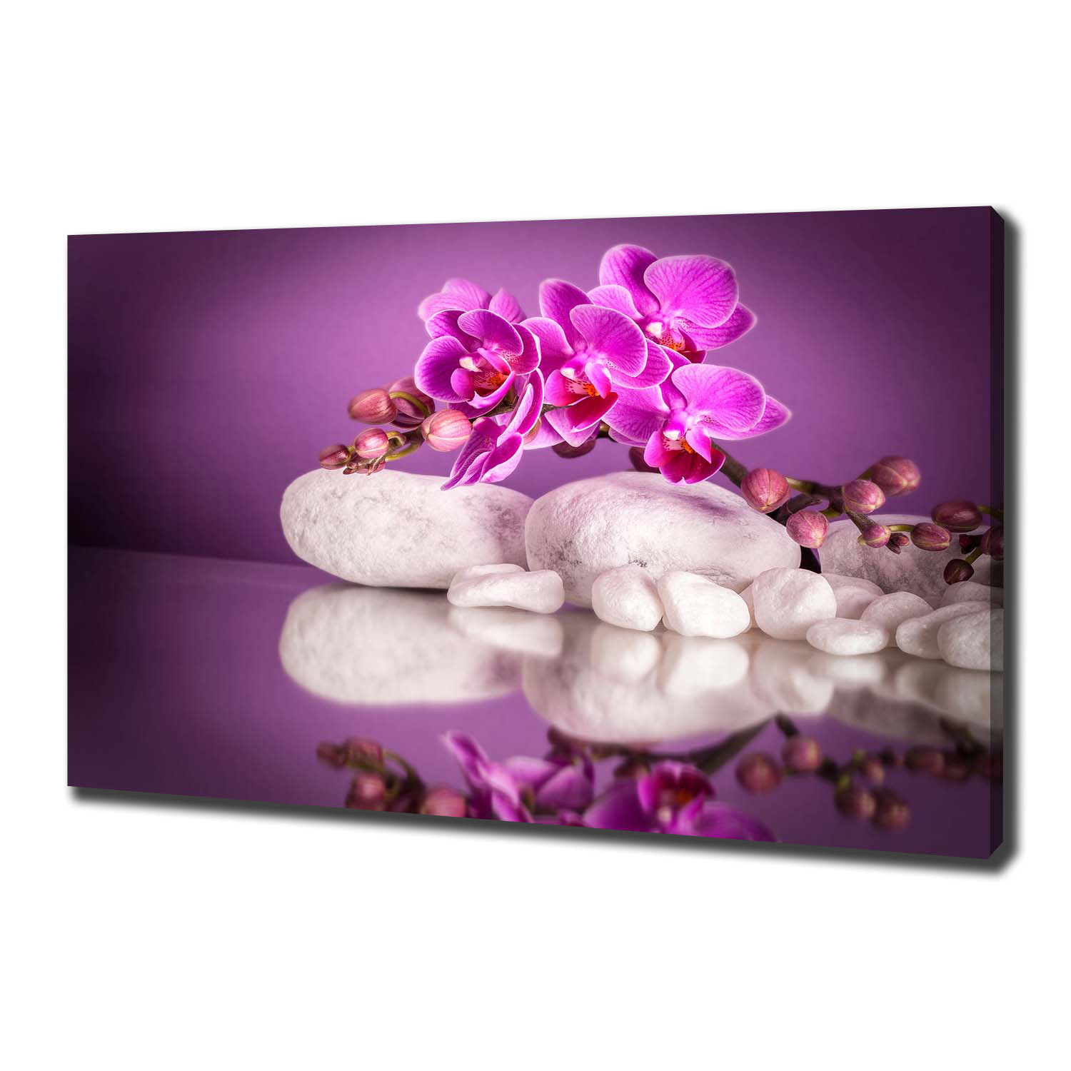 

Foto obraz na płótnie Różowa orchidea 100x70 cm