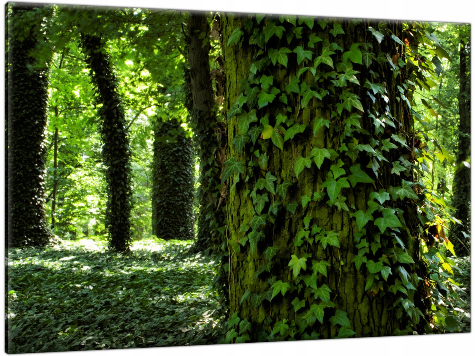 

Obraz na płótnie Park Bluszcz 120x80 Tryptyk
