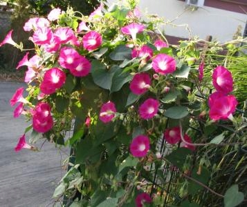 134. Wilec RED PICOTE