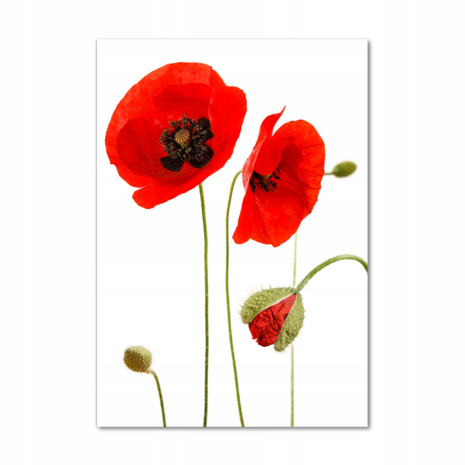 

Foto obraz akrylowy na ścianę Polne maki 70x100cm