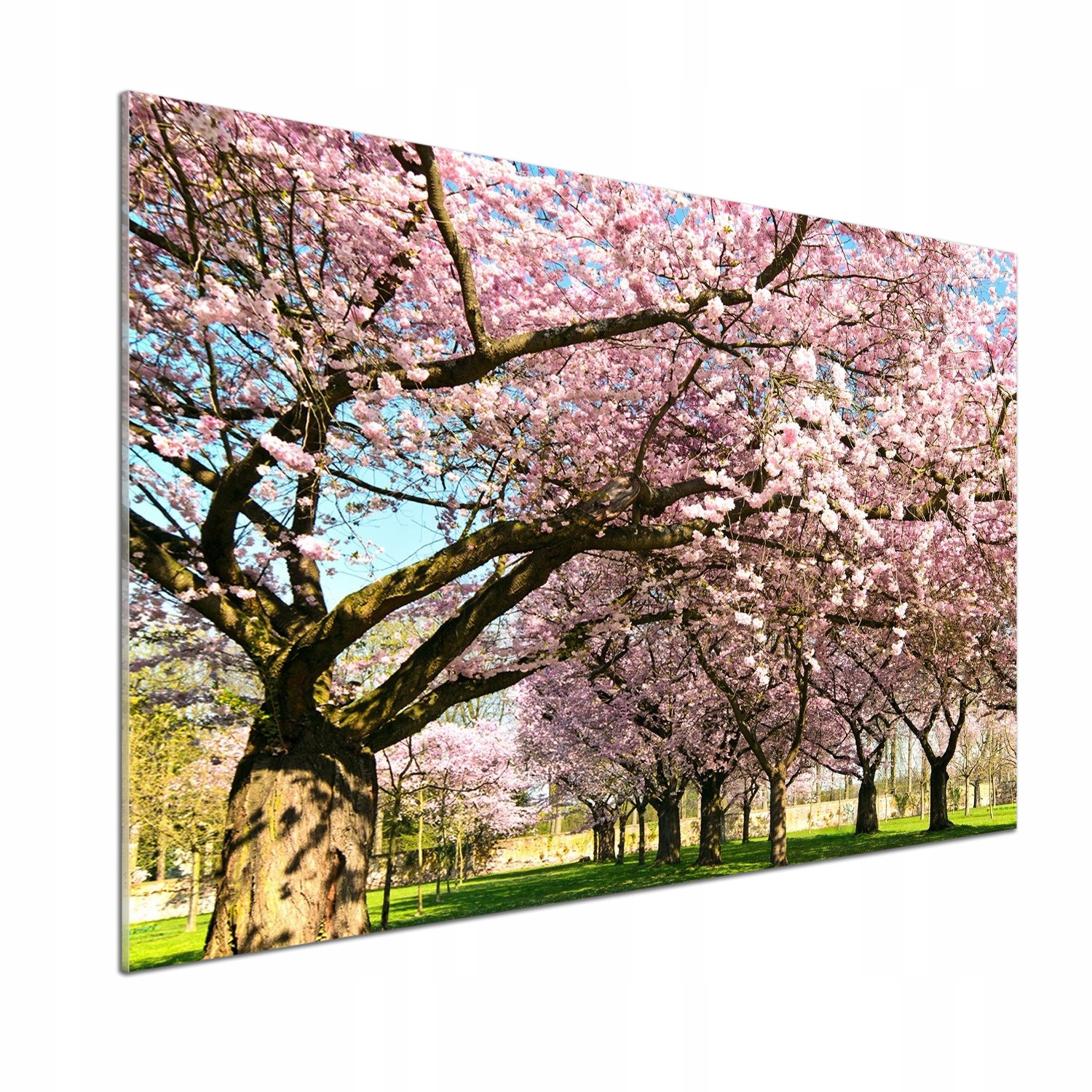 Panel dekor sklo Čerešňové stromy 100x70 cm Lepidlo