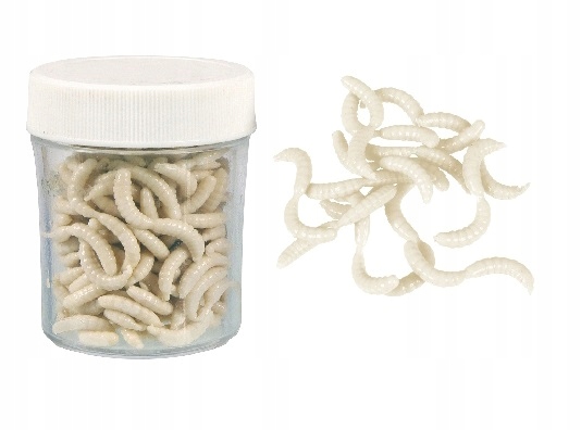 Szuczne robaki Konger Maggot