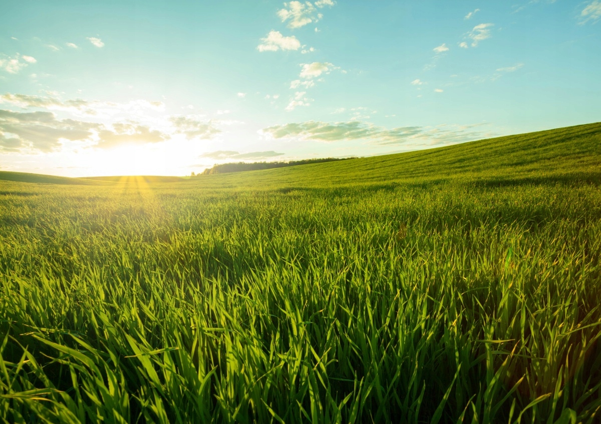 

Fototapeta Flizelinowa Zielona łąka - 208x146
