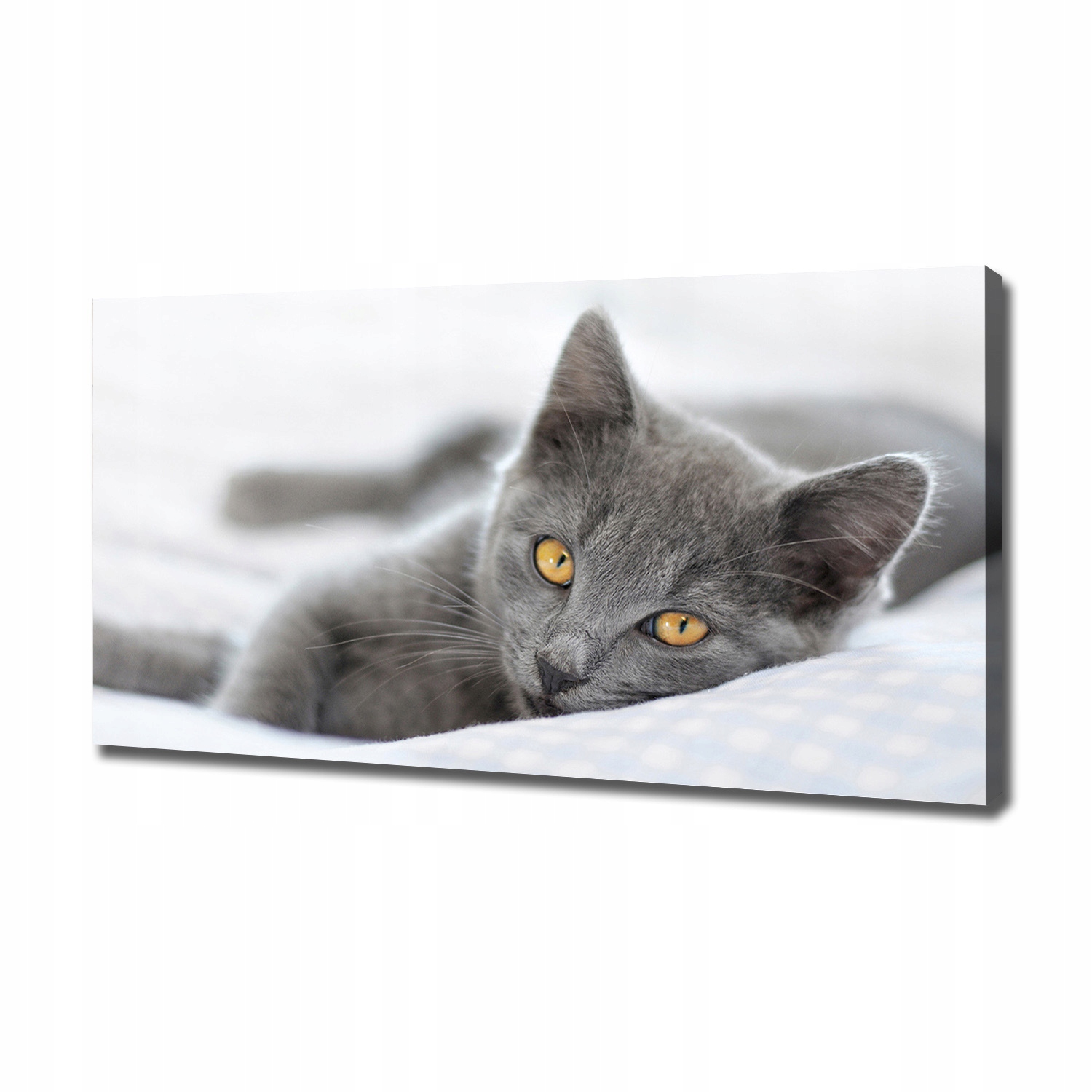 

Foto obraz canvas na ścianę Szary kot 120x60 cm