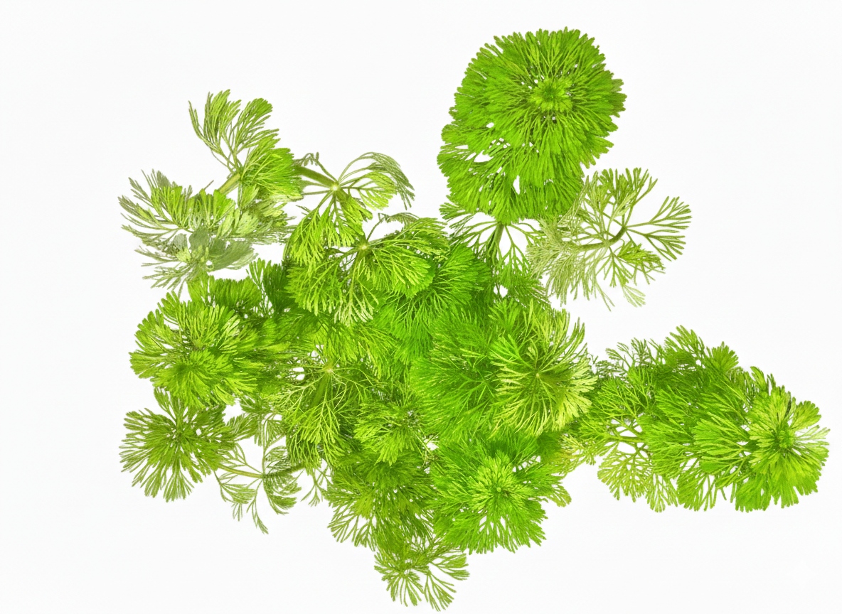 LIMNOPHILA SESSILIFLORA - Roślina do Akwarium