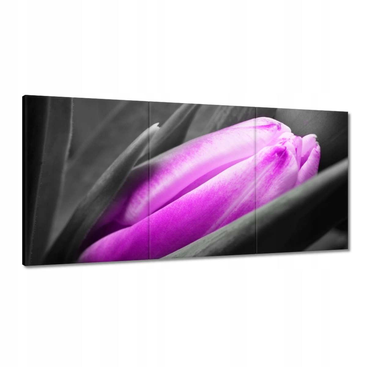 Obrazy 180x90 Fialový tulipán