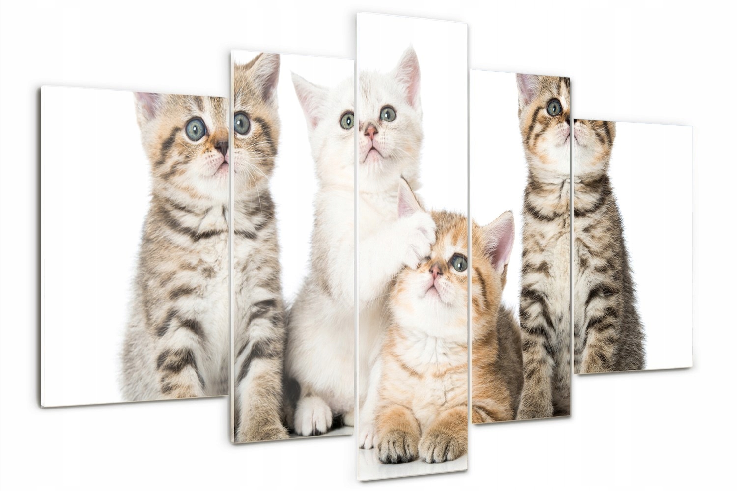 

Foto Obraz szklany tryptyk nowoczesny Małe koty