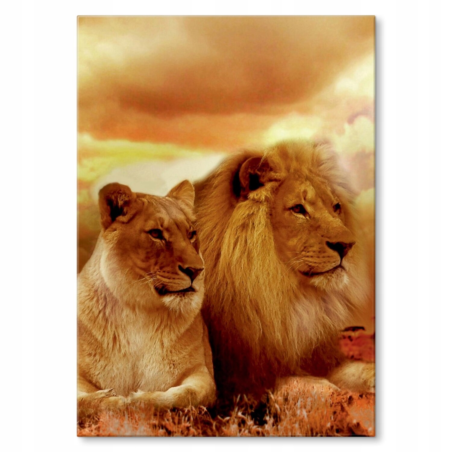 Kovový plakát Dva lvi Dárek 42 x 59 cm