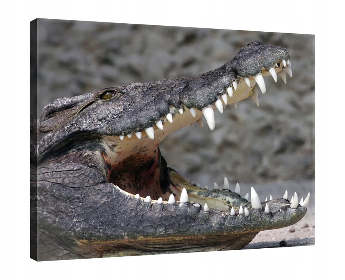 Obraz Na Plátně Canvas 80x60 Krokodýl Aligátor