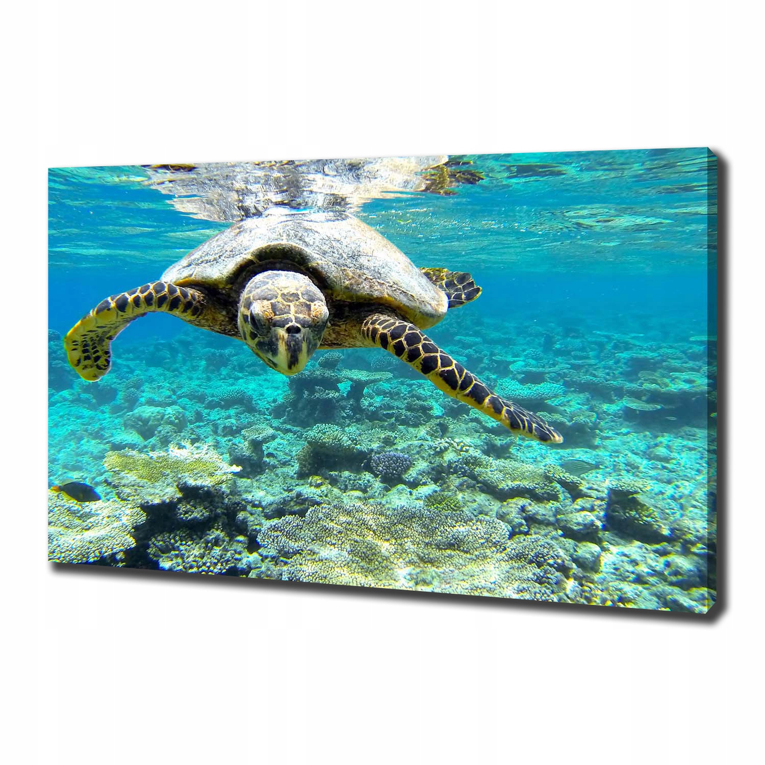 

Foto obraz canvas na ścianę Żółw morski 100x70 cm