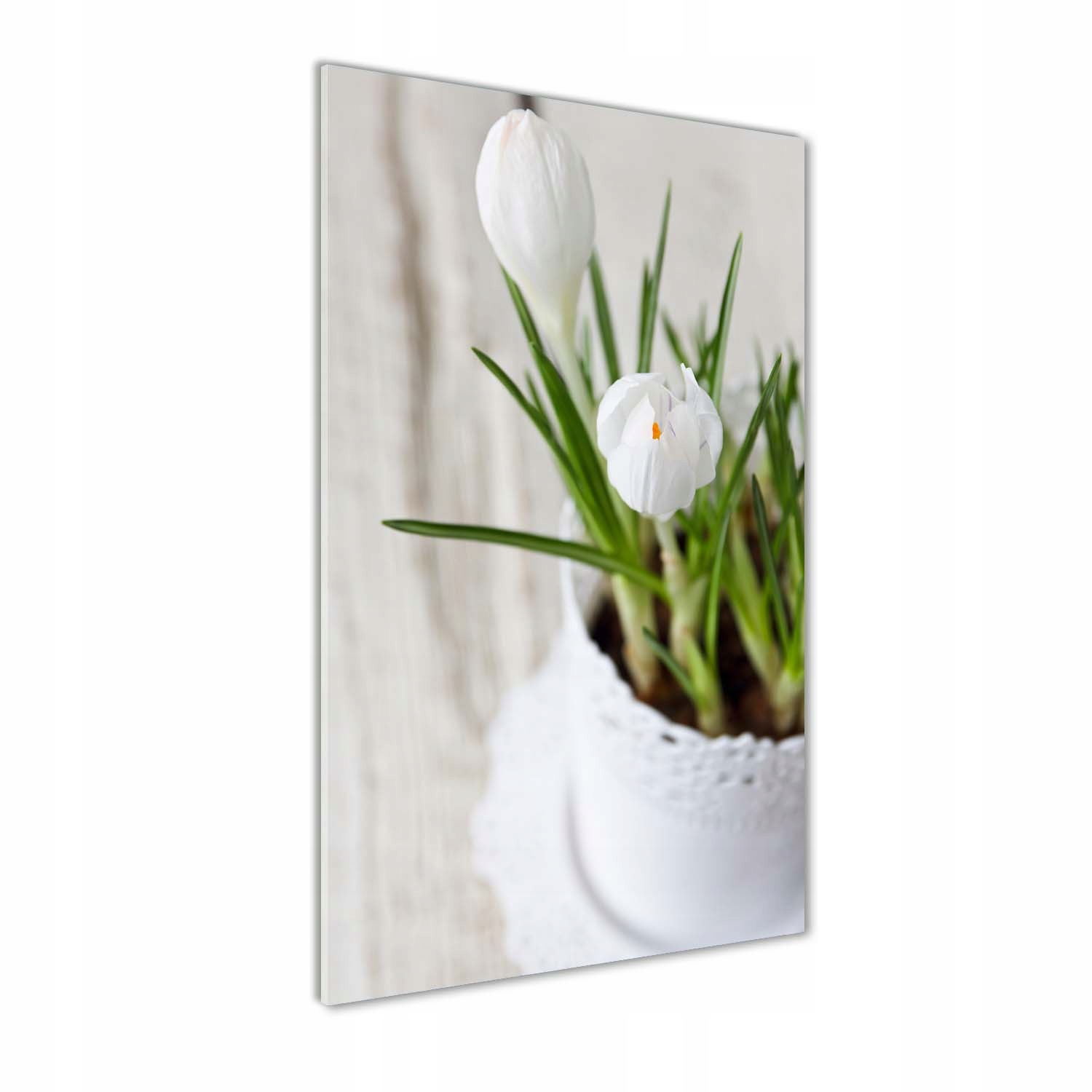 

Foto obraz szkło hartowane Białe krokusy 50x100 cm