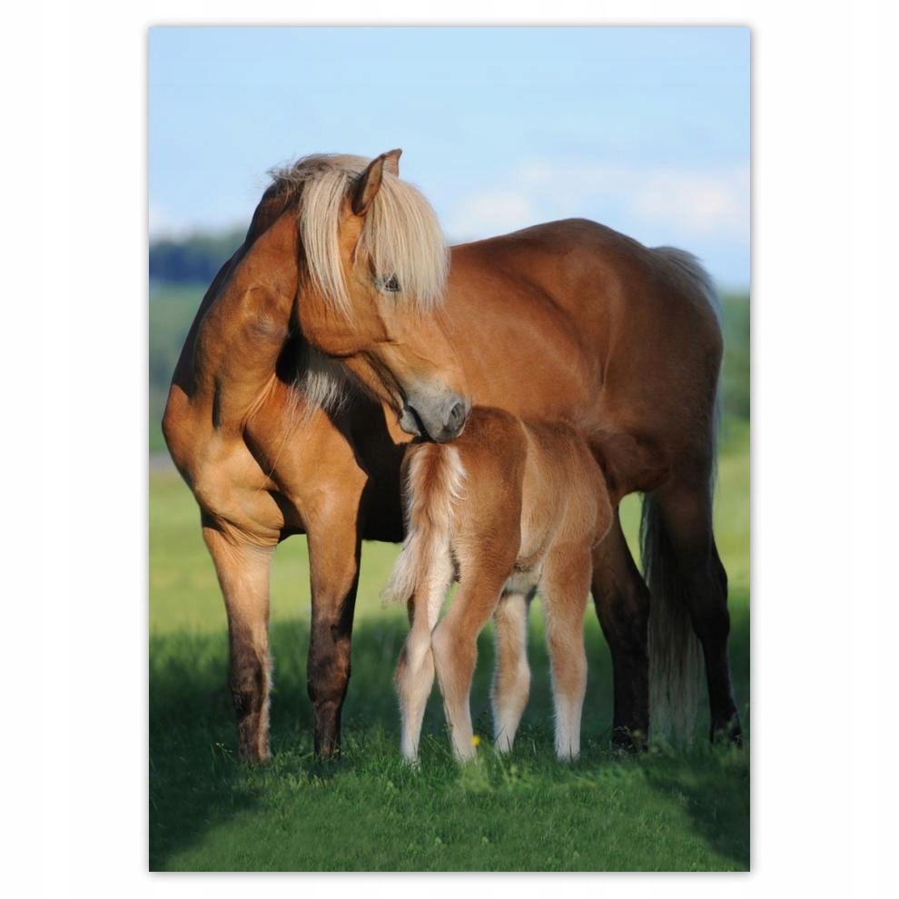 

Plakaty 50x70 Klacz i źrebak
