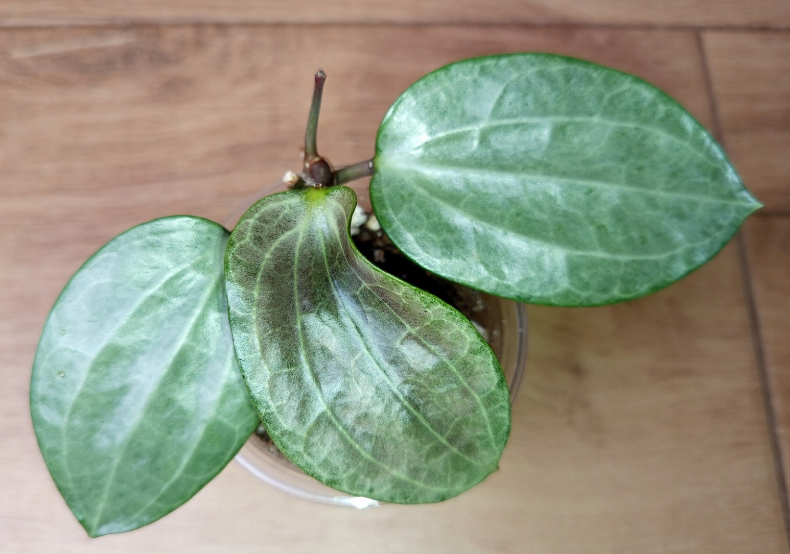 Hoya Latifolia - Niska cena na Allegro