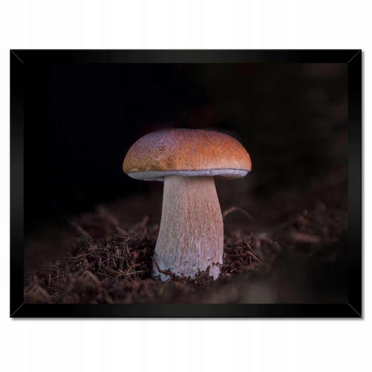 Plakáty v rámu 40x30 Pravda Král hub